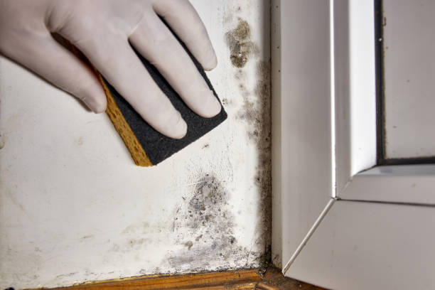 Best Post-Construction Mold Inspection  in Indian Lake, TX